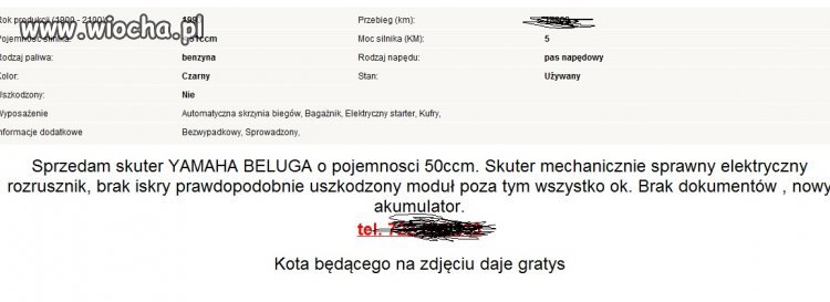 Nie ma to jak kot do motoru 