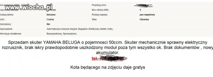 Nie ma to jak kot do motoru 