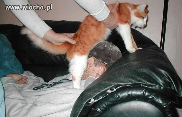 Co te pajace robią temu biednemu 