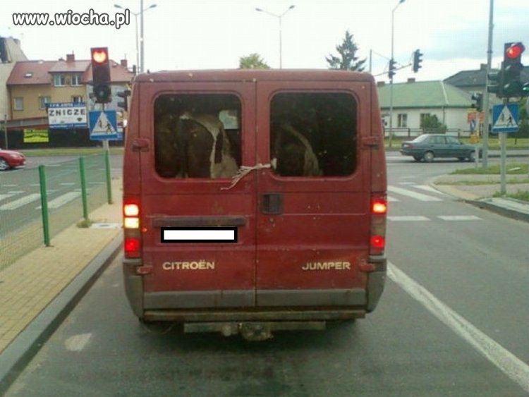 Miłośnicy Zwierząt