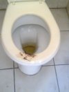 Kibel w mojej szkole 