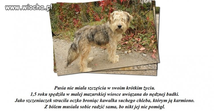 Osoby znęcające się nad zwierzętami