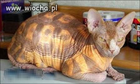 A miał być żółwik na urodziny 
