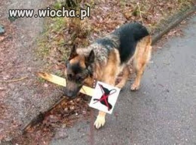 Mądry pies 