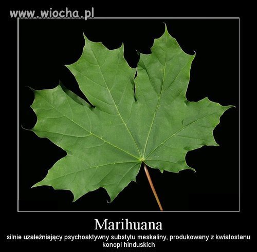 Chyba nigdy nie widział marychy
