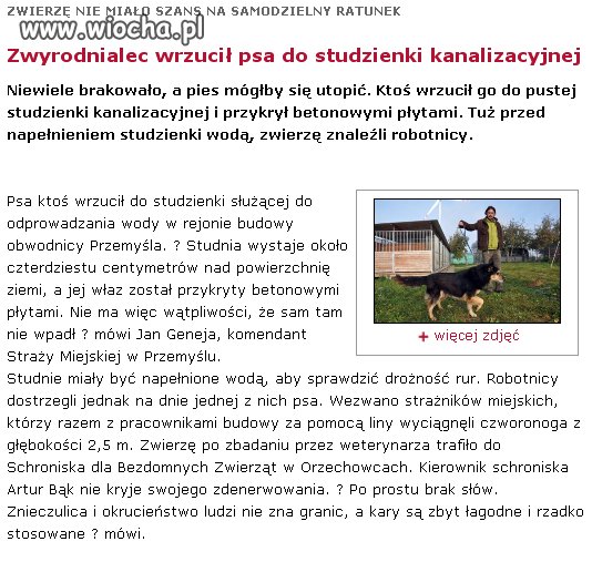 Odważny "Pan"