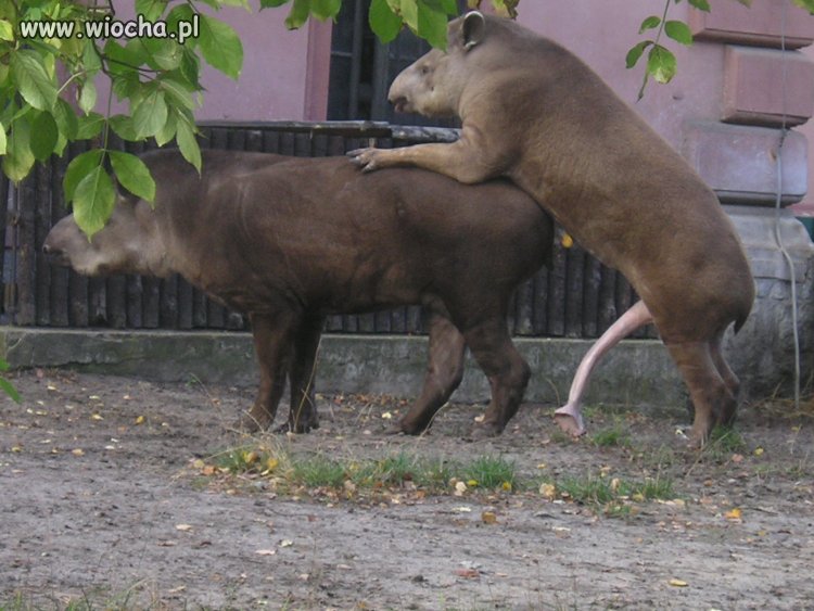 Tapiry
