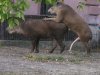 Tapiry