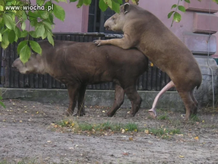 Tapiry