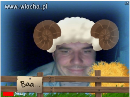 Owieczusia czy baran ?