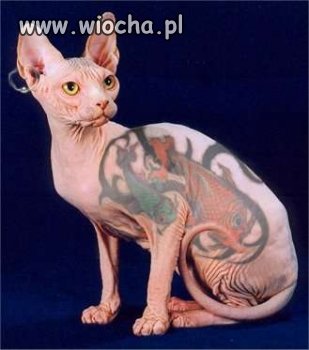 Tatuaż