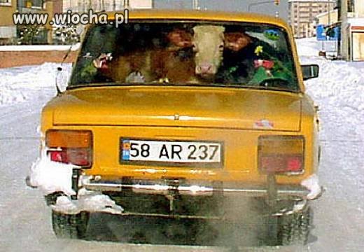 Transport bydła