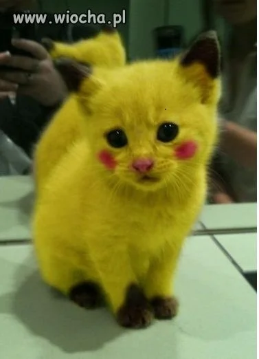 Pikaczu...