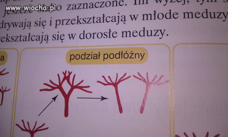 Nie ma to jak