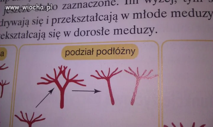 Nie ma to jak