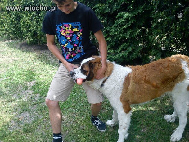 Lubisz to suko!