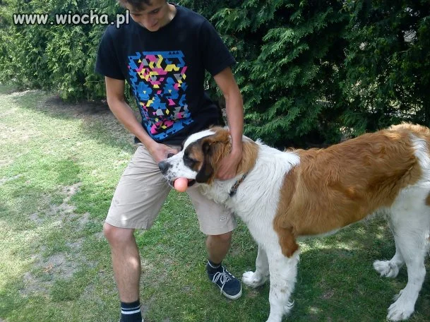 Lubisz to suko!