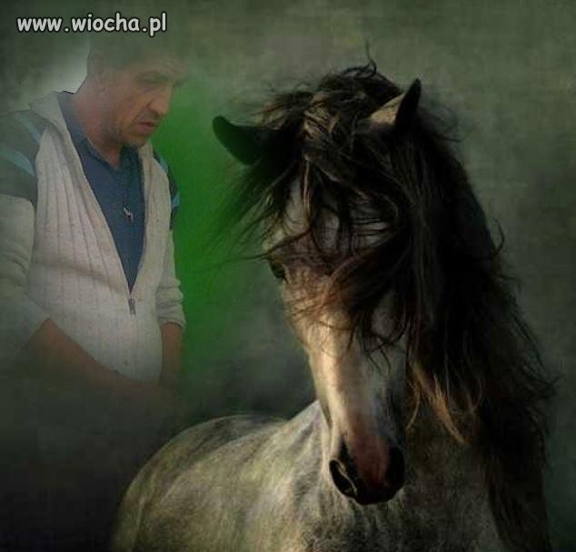 Biedny koń...