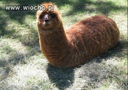 Wielka włochata larwa