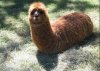 Wielka włochata larwa
