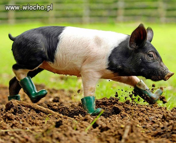 Błoto, nie błoto...