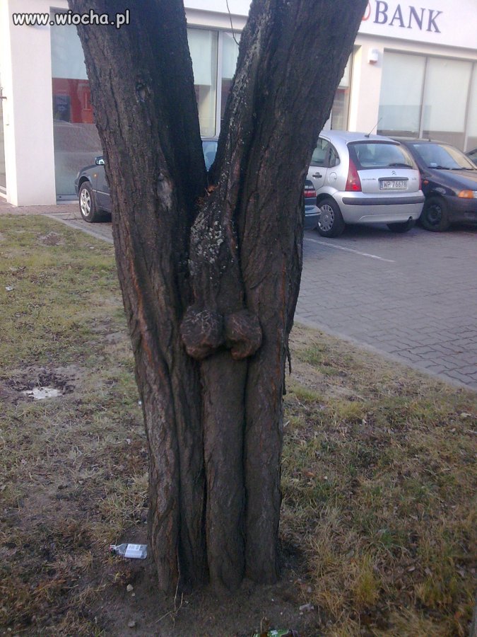Fajne