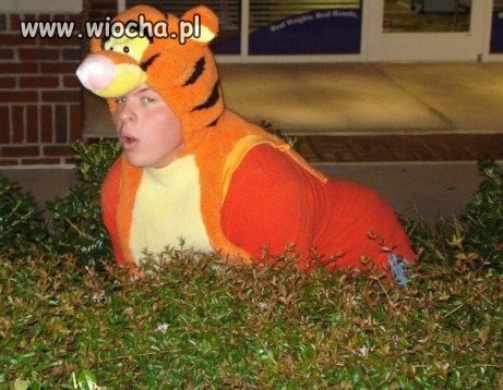 Przyczajony tygrys