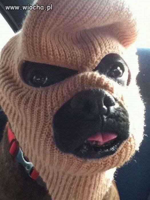 Hooligans dog