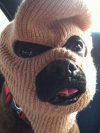 Hooligans dog