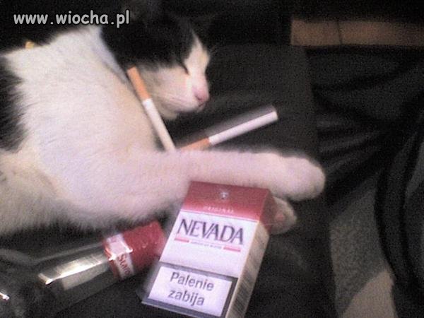 Tosiek Kot WtF??