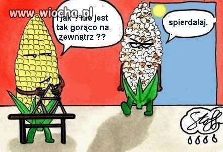 Kukurydza to też wampir 