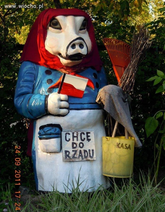 Polska świnia bez koryta