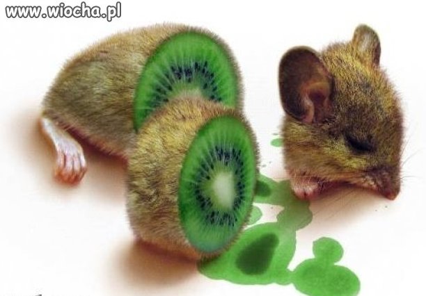 Kiwi?