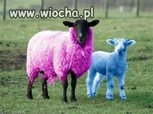 Co ci ludzie mają w głowach żeby tak