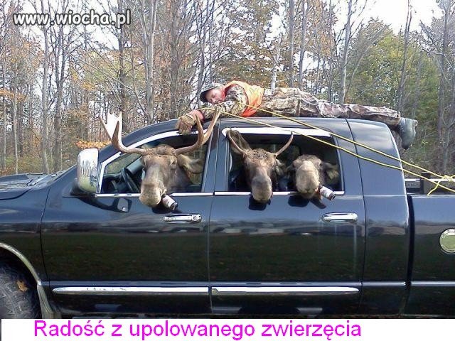 Udane łowy