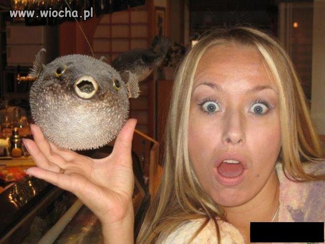 Znajdż trzy wspólne cechy