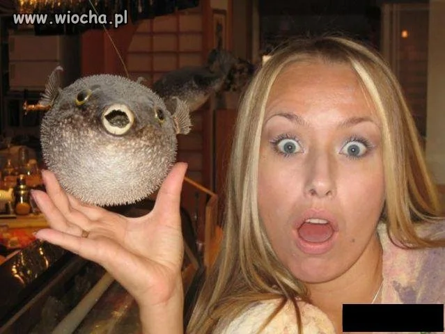 Znajdż trzy wspólne cechy