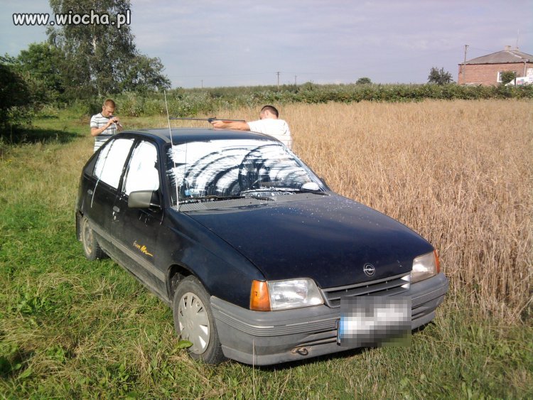 Kojota gibon za 600zł.