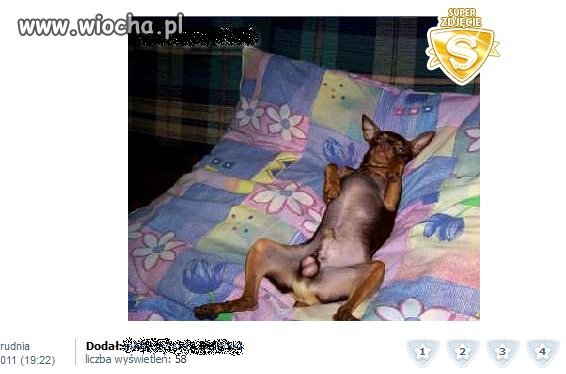 Po co dodawać na nk takie zdjęcia swojego psa?