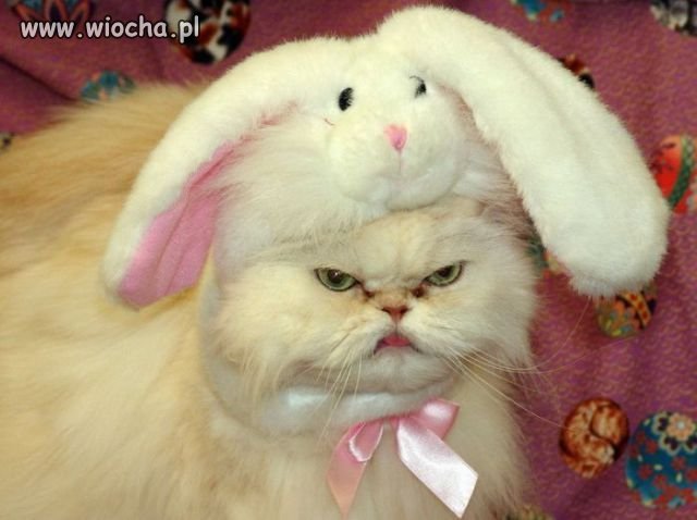 No co!!! czasem lubie byc krolikiem playboy  