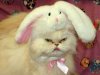 No co!!! czasem lubie byc krolikiem playboy  
