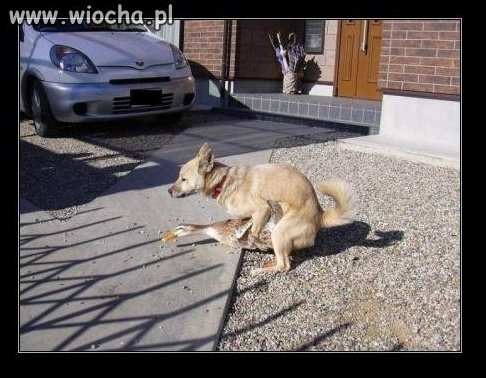 Miłość jest szalona