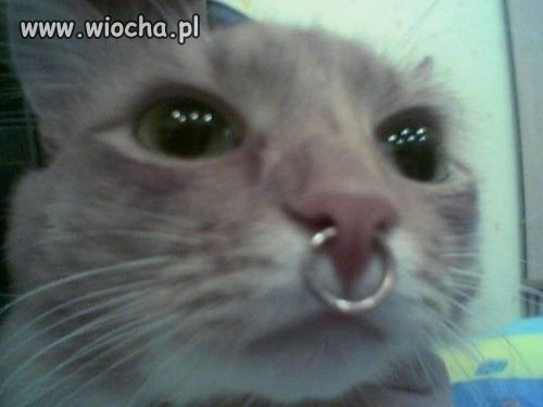 Kot z piercingiem...