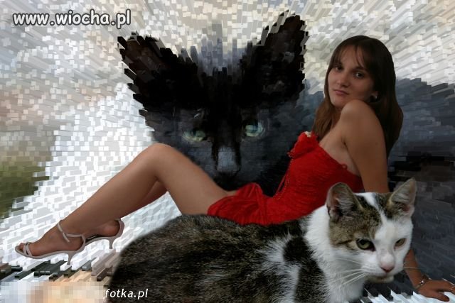 Kocica xxx