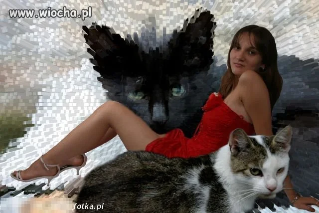 Kocica xxx