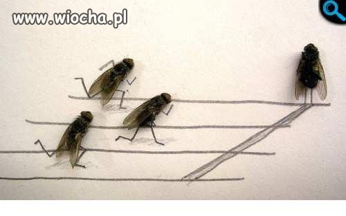 Wyścig much