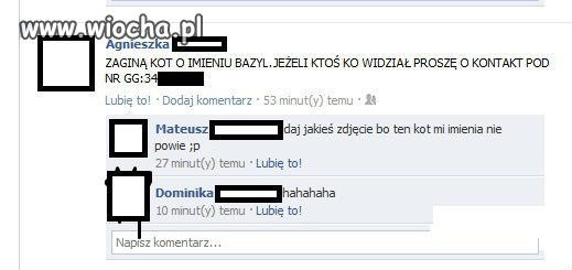 Zaginął kot. Szukajcie