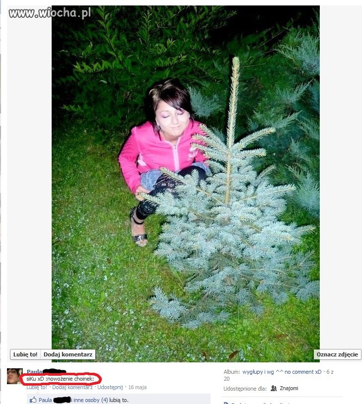 Naturalne nawożenie choinek