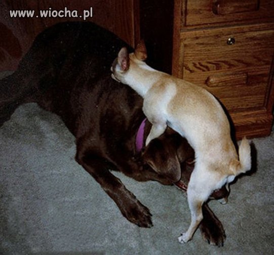Psia wiocha.