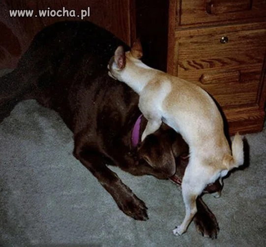 Psia wiocha.